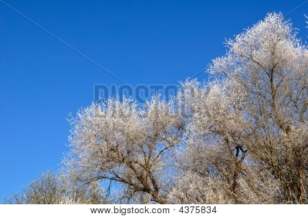 Winter Tree