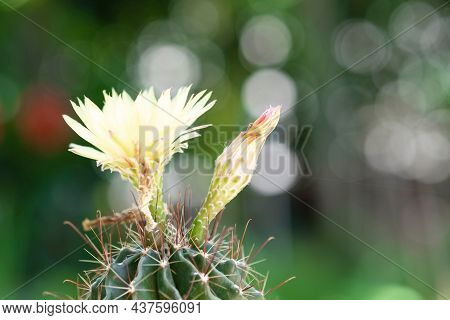 Cactus And Yellow Flower In A Pot With Nature Bokeh Background. Echinofossulocactus Phyllacanthus La