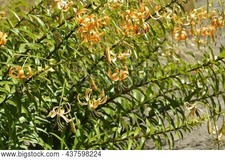 Henrys Lily Flowers - Latin Name - Lilium Henryi
