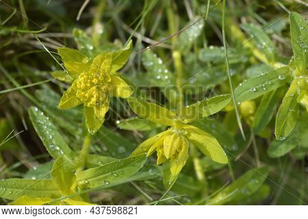 Cushion Spurge Yellow Flowers - Latin Name - Euphorbia Epithymoides (euphorbia Polychroma)