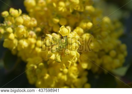 Oregon Grape Yellow Flowers - Latin Name - Berberis Aquifolium (mahonia Aquifolium)
