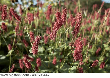 Selective Focus Of Red Flower Persicaria Amplexicaulis In The Garden With Soft Sunlight, Knotweed Is