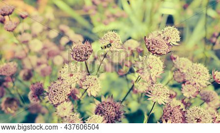 Pink Astrantia Flowers. Astrantia Major Moulin Rouge.