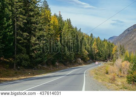 Colorful Autumn Landscape With Larches With Yellow Branches Along Mountain Highway. Coniferous Fores