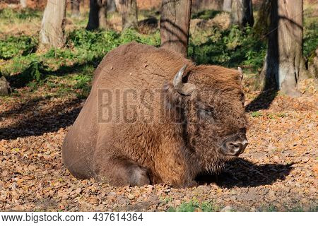 European Bison, Also Known As Wisent Or The European Wood Bison Grazing In The Wood. Prioksko-terras
