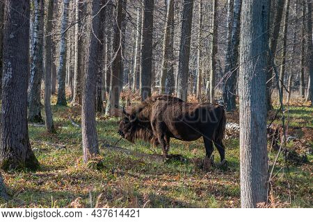 European Bison, Also Known As Wisent Or The European Wood Bison Grazing In The Wood. Prioksko-terras