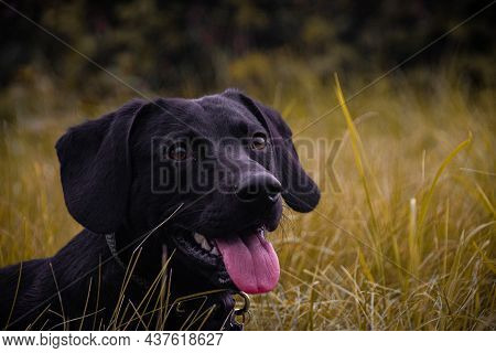 A Smiling Dog Is Relaxed In The Nature