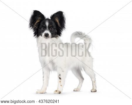 Excellent White Black And Tan Epagneul Nain Papillon Dog Puppy, Standing Side Ways Looking Towards C