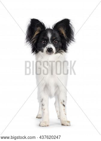 Excellent White Black And Tan Epagneul Nain Papillon Dog Puppy, Standing Facing Front. Looking Towar