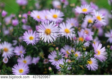 Symphyotrichum Novi-belgii (aster Novi-belgii), New York Aster. Flowering Plant, Michaelmas Daisy. F