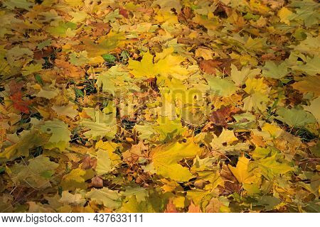 Autumn Background From Fallen Leaves Of Maple Tree Illuminated By Sunlight