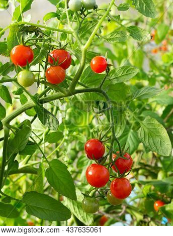 Tomatoes Growing In A Greenhouse. Fresh Tomatoes Plants. Ripe Organic Tomato In Garden.
