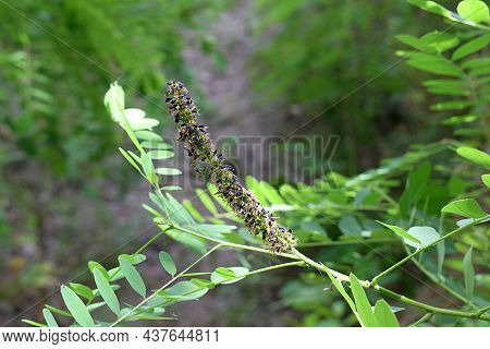 Branch With A Flower Of A Desert False Indigo (amorpha Fruticosa)close-up.