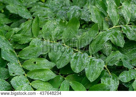 Botanical Collection, Green Leaves Of Polygonatum Multiflorum Solomon's Seal Medicinal Plant