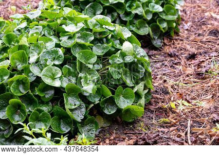 Botanical Collection, Green Leaves Of Asarum Europaeum Medicinal Plant In Summer