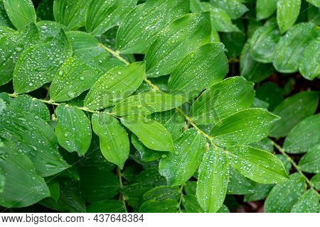 Botanical Collection, Green Leaves Of Polygonatum Multiflorum Solomon's Seal Medicinal Plant