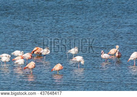 Colony Of Pink Flamingos Wintering In Grevelingen Salt Lake Near Battenoord Village In Zeeland, Neth