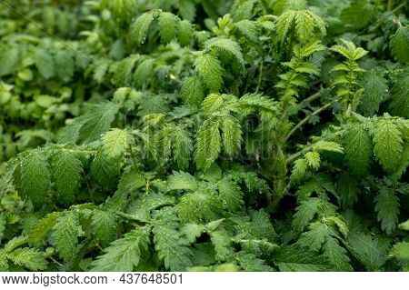 Botanical Collection, Young Green Leaves Of Medicinal Plant Agrimonia Eupatoria Is  Species Of Agrim