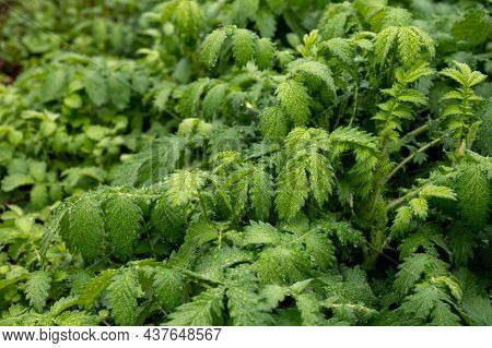 Botanical Collection, Young Green Leaves Of Medicinal Plant Agrimonia Eupatoria Is  Species Of Agrim