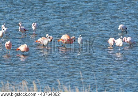 Colony Of Pink Flamingos Wintering In Grevelingen Salt Lake Near Battenoord Village In Zeeland, Neth