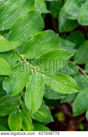 Botanical Collection, Green Leaves Of Polygonatum Multiflorum Solomon's Seal Medicinal Plant