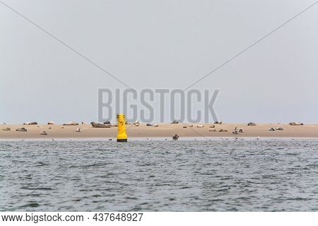 Big Colony Of Sea Seals Resting On Sandy Island During Low Tide Near Renesse Beach, Zeeland, Netherl
