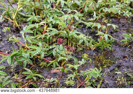 Botanical Collection, Comarum Palustre Or Potentilla Palustris Medicinal Plant, Known By The Common 
