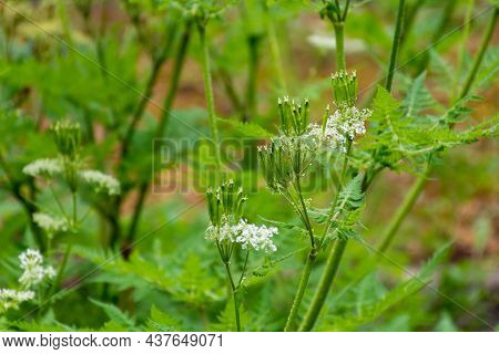 Botanical Collection, Myrrh Chervil Or Myrrhis Odorata Medicinal Plant