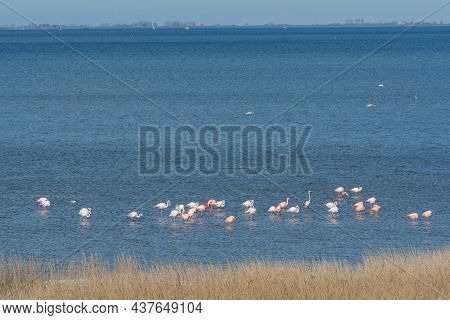Colony Of Pink Flamingos Wintering In Grevelingen Salt Lake Near Battenoord Village In Zeeland, Neth