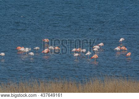 Colony Of Pink Flamingos Wintering In Grevelingen Salt Lake Near Battenoord Village In Zeeland, Neth