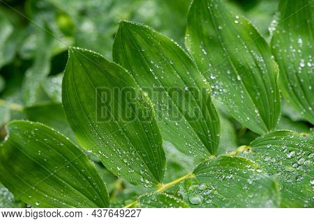 Botanical Collection, Green Leaves Of Polygonatum Multiflorum Solomon's Seal Medicinal Plant