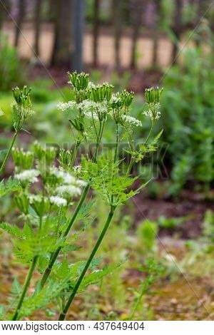 Botanical Collection, Myrrh Chervil Or Myrrhis Odorata Medicinal Plant