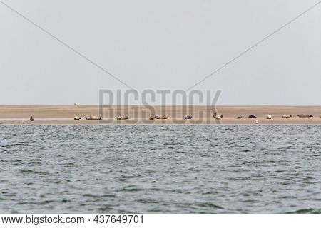 Big Colony Of Sea Seals Resting On Sandy Island During Low Tide Near Renesse Beach, Zeeland, Netherl