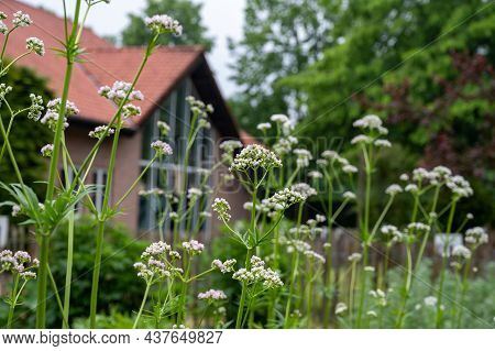 Botanical Collection, Blossom Of Valeriana Medicinal Flowering Plants In Family Caprifoliaceae