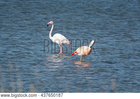 Colony Of Pink Flamingos Wintering In Grevelingen Salt Lake Near Battenoord Village In Zeeland, Neth