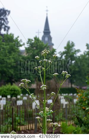 Botanical Collection, Blossom Of Valeriana Medicinal Flowering Plants In Family Caprifoliaceae