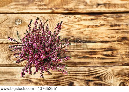 Top View Of Calluna Vulgaris, Common Heather, Simply Heather And Erica In A Pot On Wooden Table. Hou