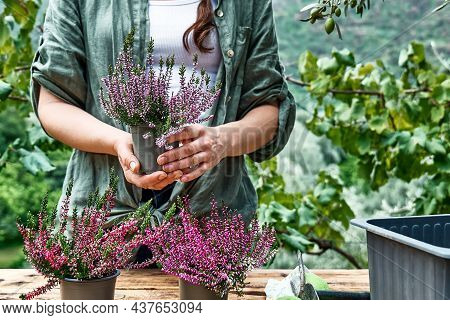 Woman Planting Calluna Vulgaris, Common Heather, Simply Heather And Erica In A Pot On Wooden Table I