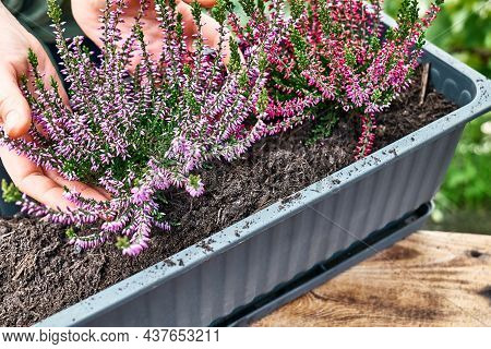 Hands Planting Calluna Vulgaris, Common Heather, Simply Heather And Erica In A Pot On Wooden Table I