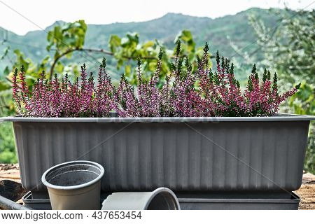 Balcony Pot With Different Various Of Calluna Vulgaris, Common Heather, Simply Heather Or Erica On W