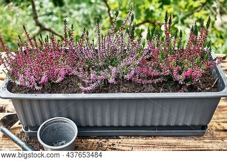 Balcony Pot With Different Various Of Calluna Vulgaris, Common Heather, Simply Heather Or Erica On W