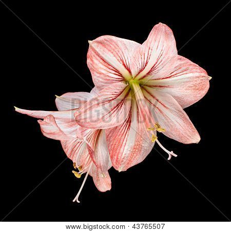 Amaryllis (Hipperastrum) Blumen isoliert auf schwarz