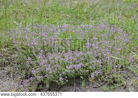 Close Up Of Wild Thyme Flowers