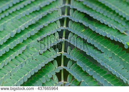 Tropical Ferns Background. Leaf Close Up View Of Blechnum Gibbum, Miniature Tree Fern, Beautiful Gre