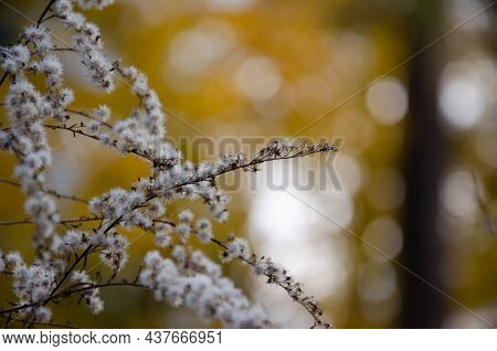 Selective Focus Inflorescences Of Dry Grass On Yellow Bokeh Background With Copy Space. Natural Back