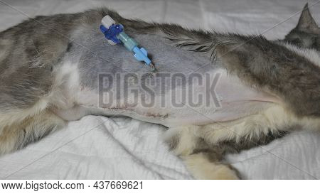 Postoperative Wounds With A Catheter In A Young Kitten.