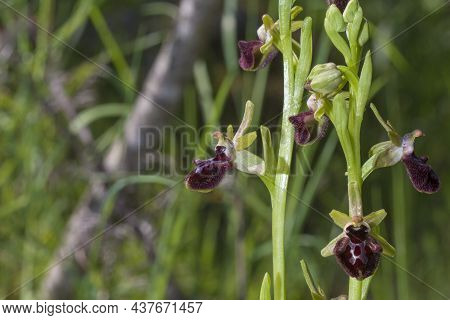 Beautiful Wild Rare Orchid Ophrys Sphegodes Also Known As Early Spider-orchid. Valverde De Leganes, 