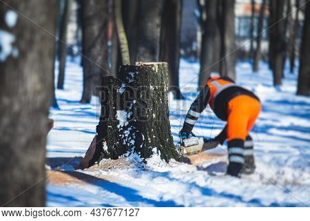 Process Of Felling The Trees, Team Of Professional Lumberjack Woodcutter Cutting And Felling The Big