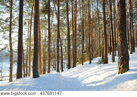 Beautiful View Of Ice Covered Balzis Lake. Snowy Pine Forests Surrounding A Small Lake. Winter Lands