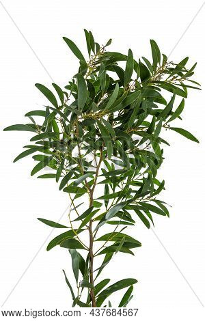 Acacia Melanoxylon Or Acacia Penninervis, Dark Green, Narrow Leaves And Small, Ball-like, Yellowish 